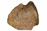 Fossil Hadrosaur (Edmontosaurus) Ungual - Montana #184002-2